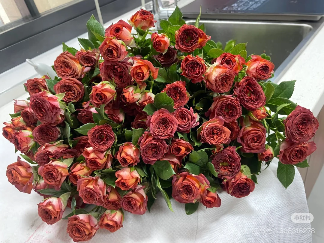 多头橙芭比多头折射带香气的玫瑰