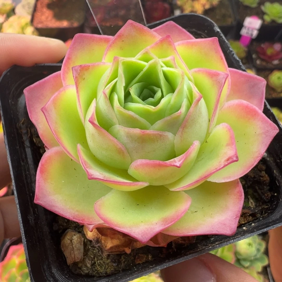 L30半城玫瑰魅影