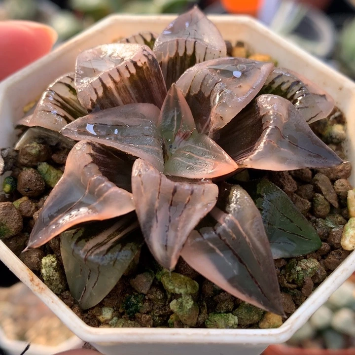 红纹寿锦，带盆发货