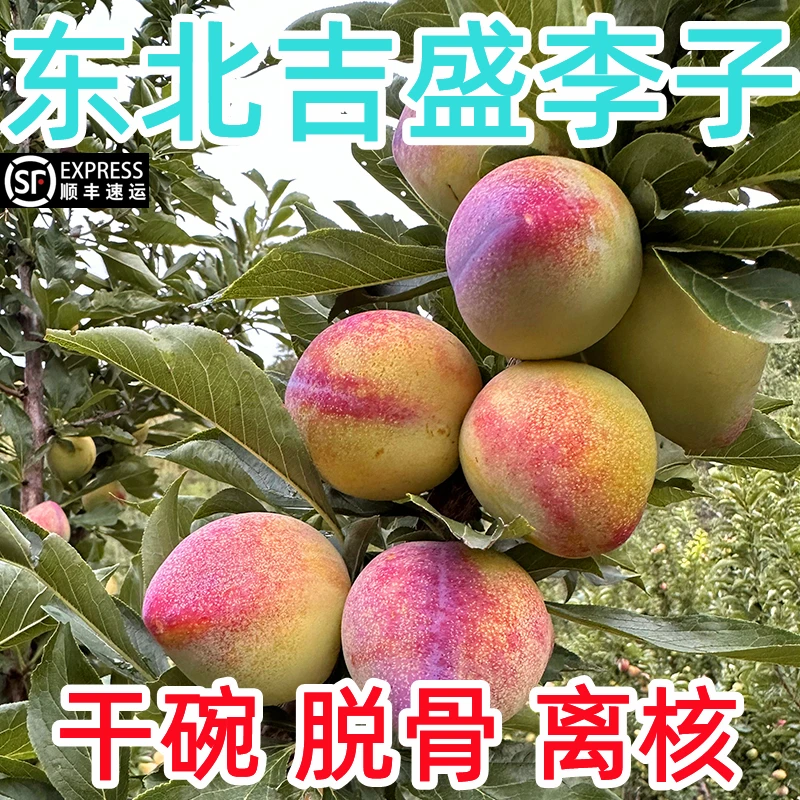 【新鲜到家】新鲜吉盛干核牛心李子吉林干碗桃李子东北特产水果包邮