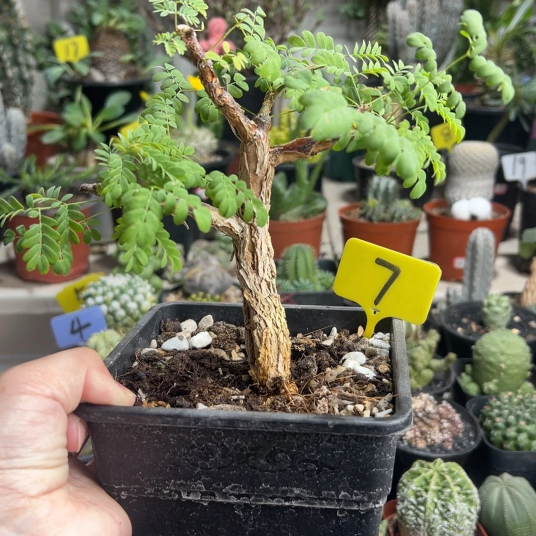 黑猴刺树带盆1111111111