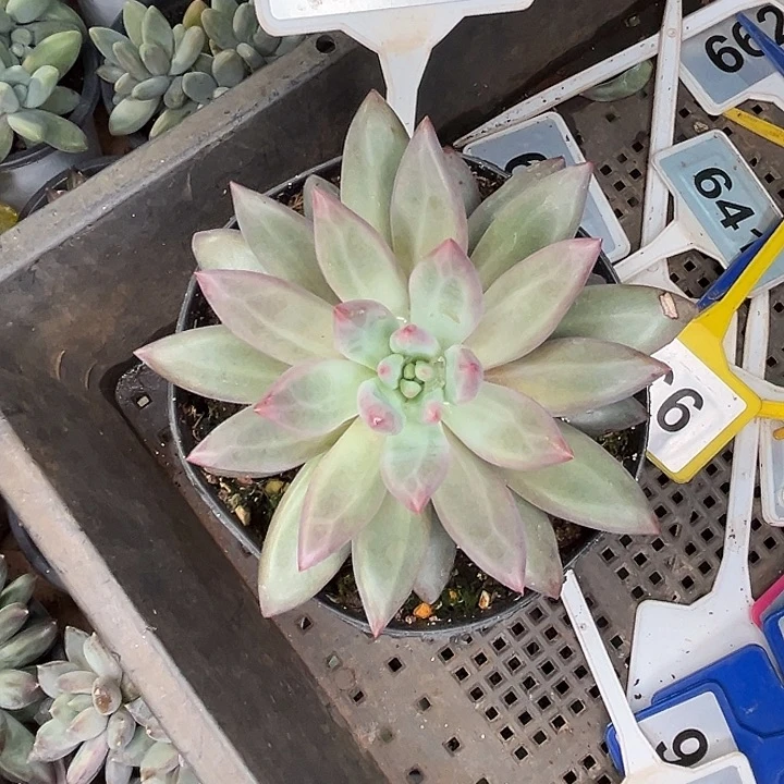 多肉植物虞美人684