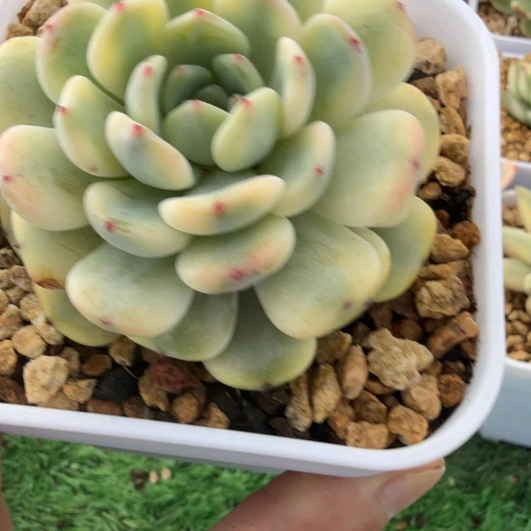 雪爪锦多肉锦植物