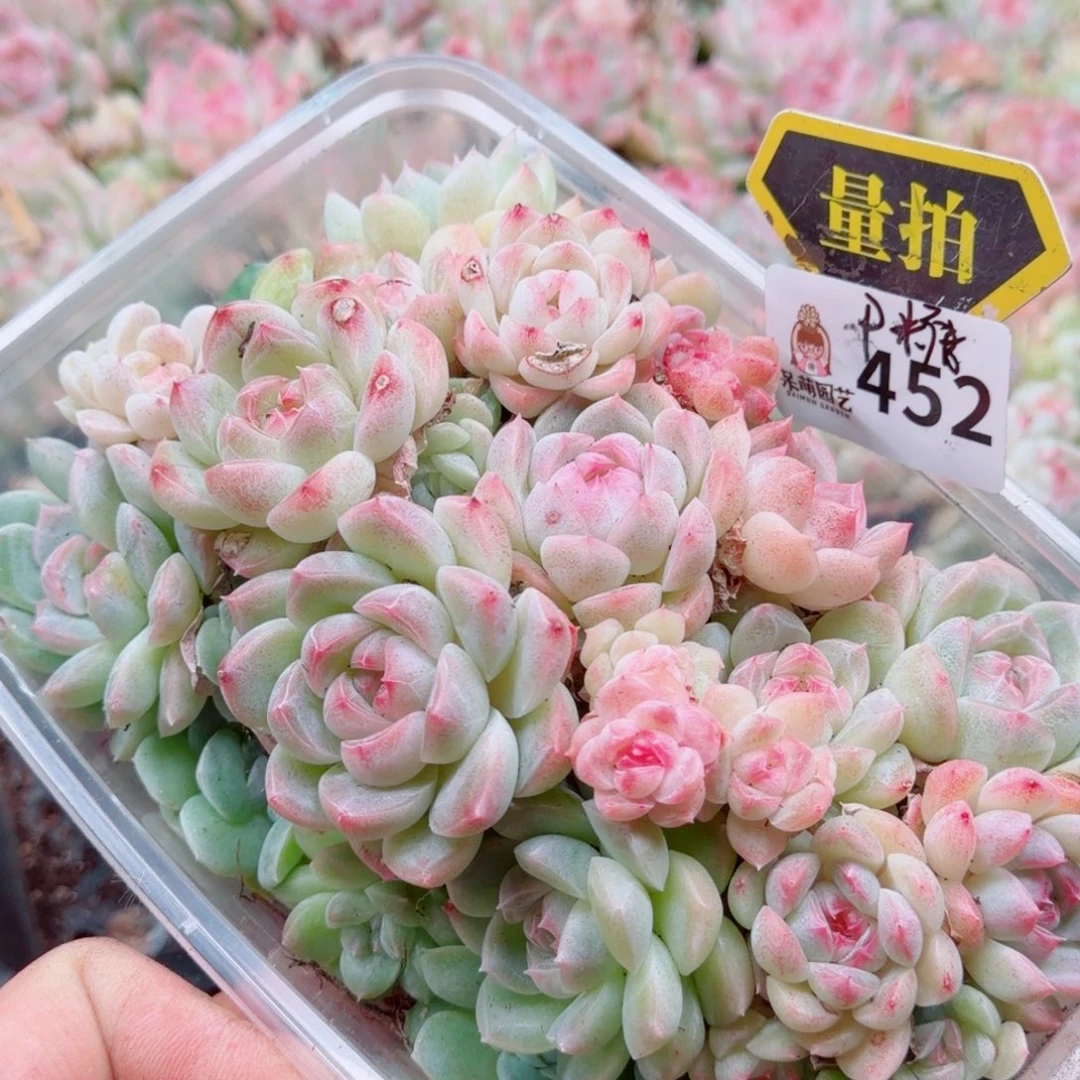 多肉植物多肉植物