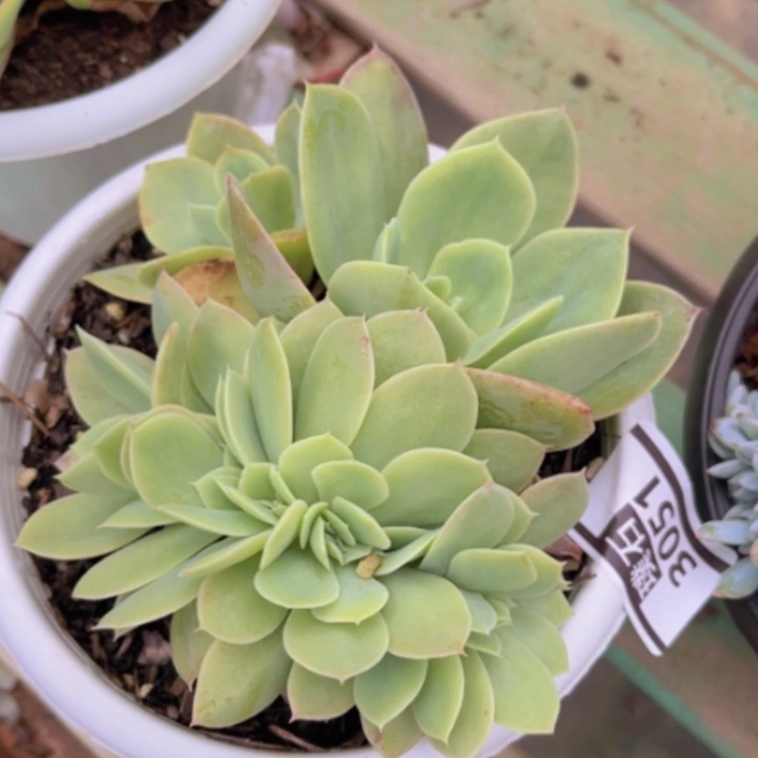 【闪购商品】星纳塔缀3051