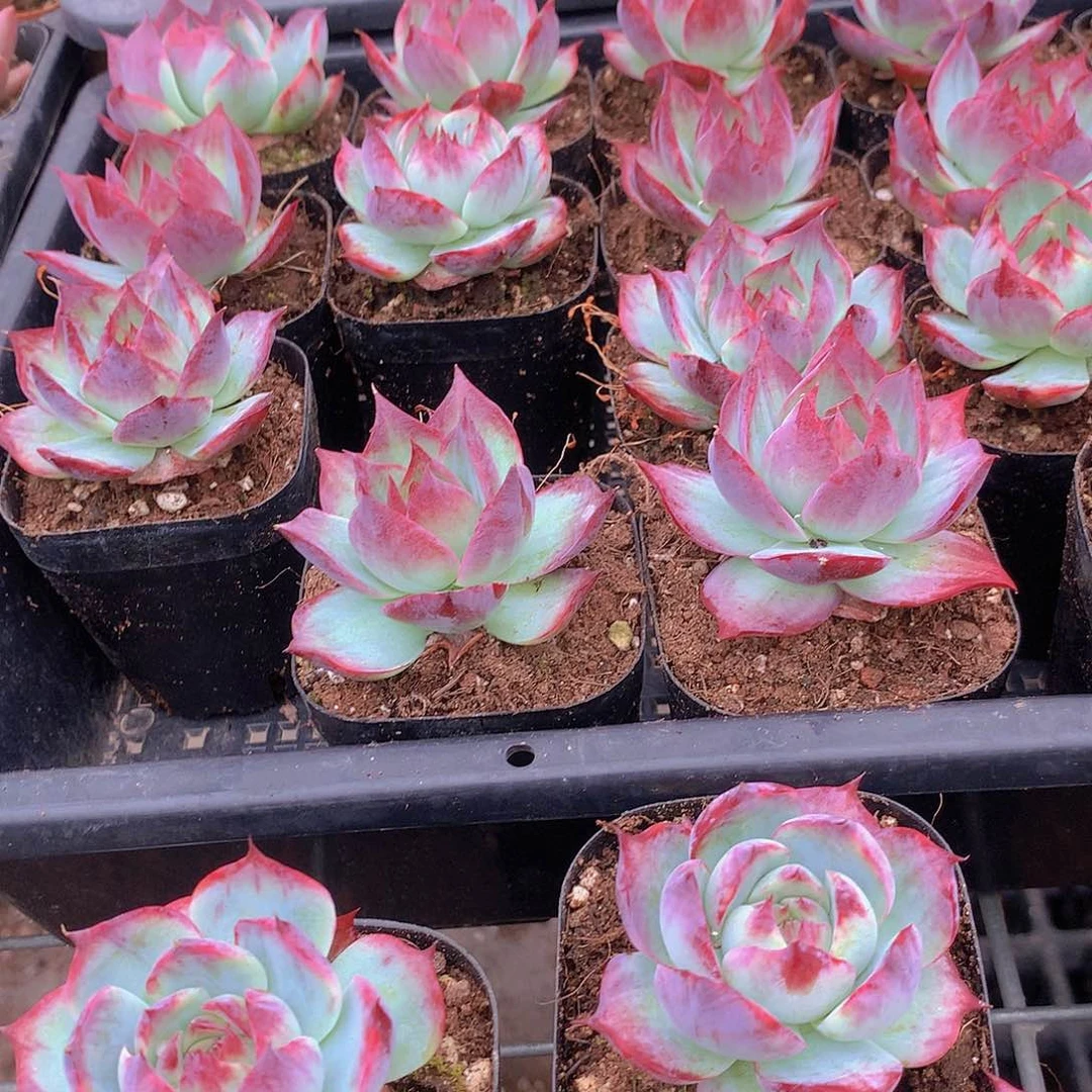 惊鸿仙子24567888999999