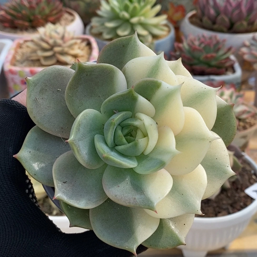 604半覆轮锦贝加尔湖