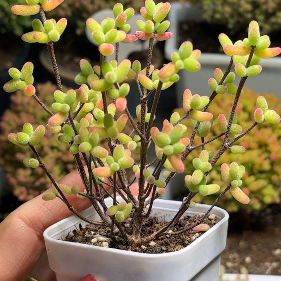 实生糖球优选枝干