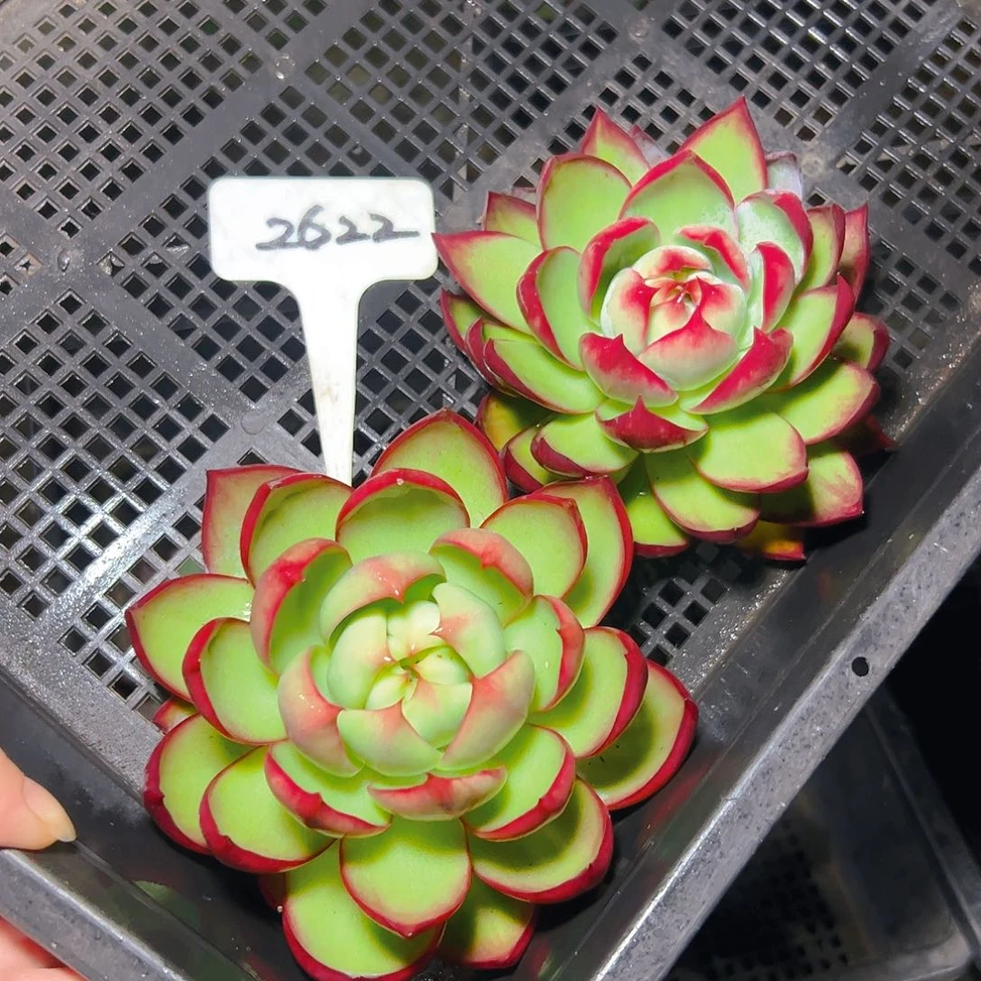 惊鸿仙子两颗2622号