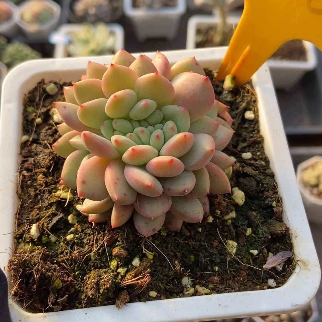 2106爱丽儿缀多肉植物保护