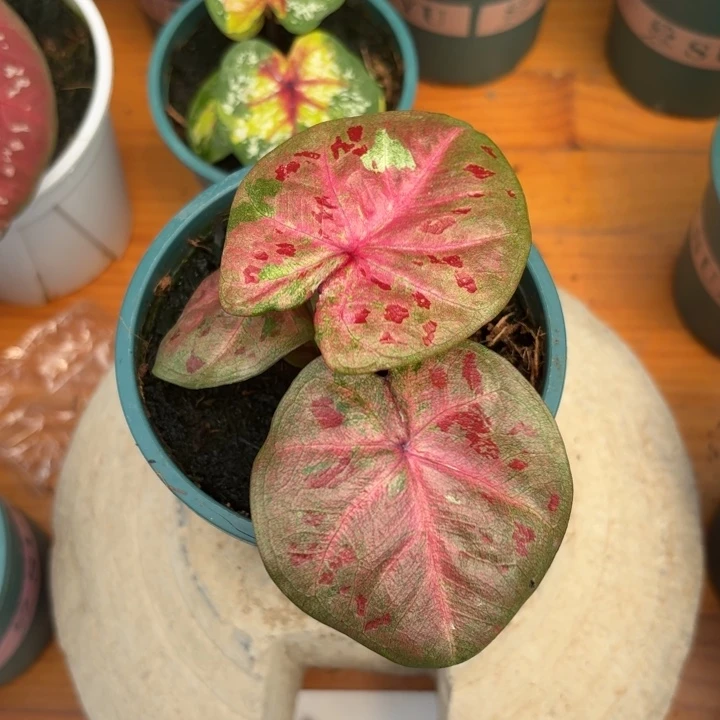 芭提雅泰国彩叶芋08-0726
