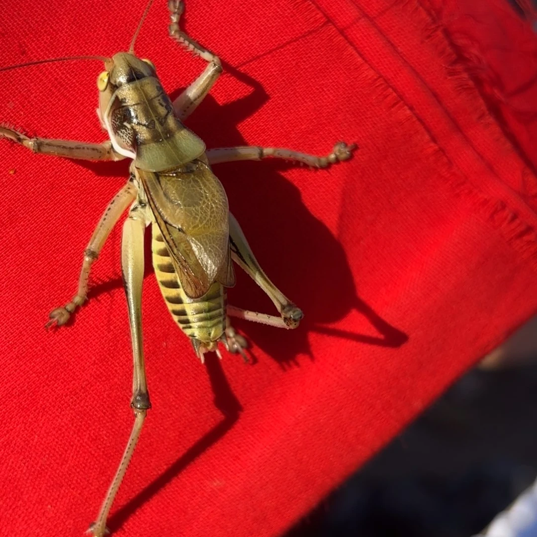 *****蝈蝈蝈蝈福福价格