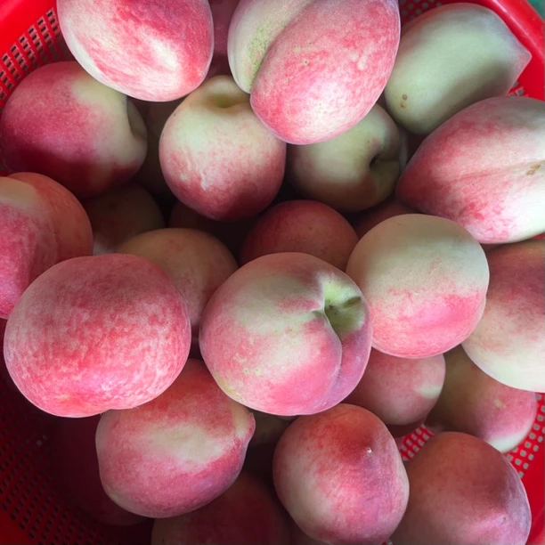 湖南永州脆爽蜜桃新鲜采摘脆软两吃包邮