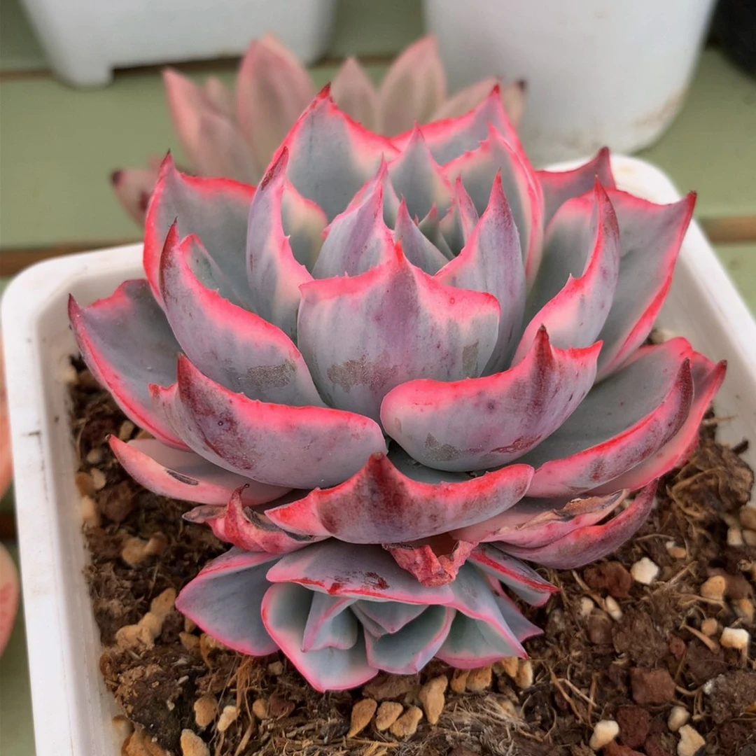 啊美星锦锦上园艺一物一拍