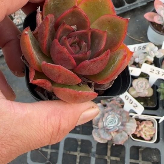 102红灯多肉植物多