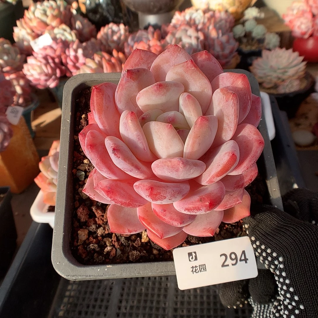 294星橙多肉植物6666