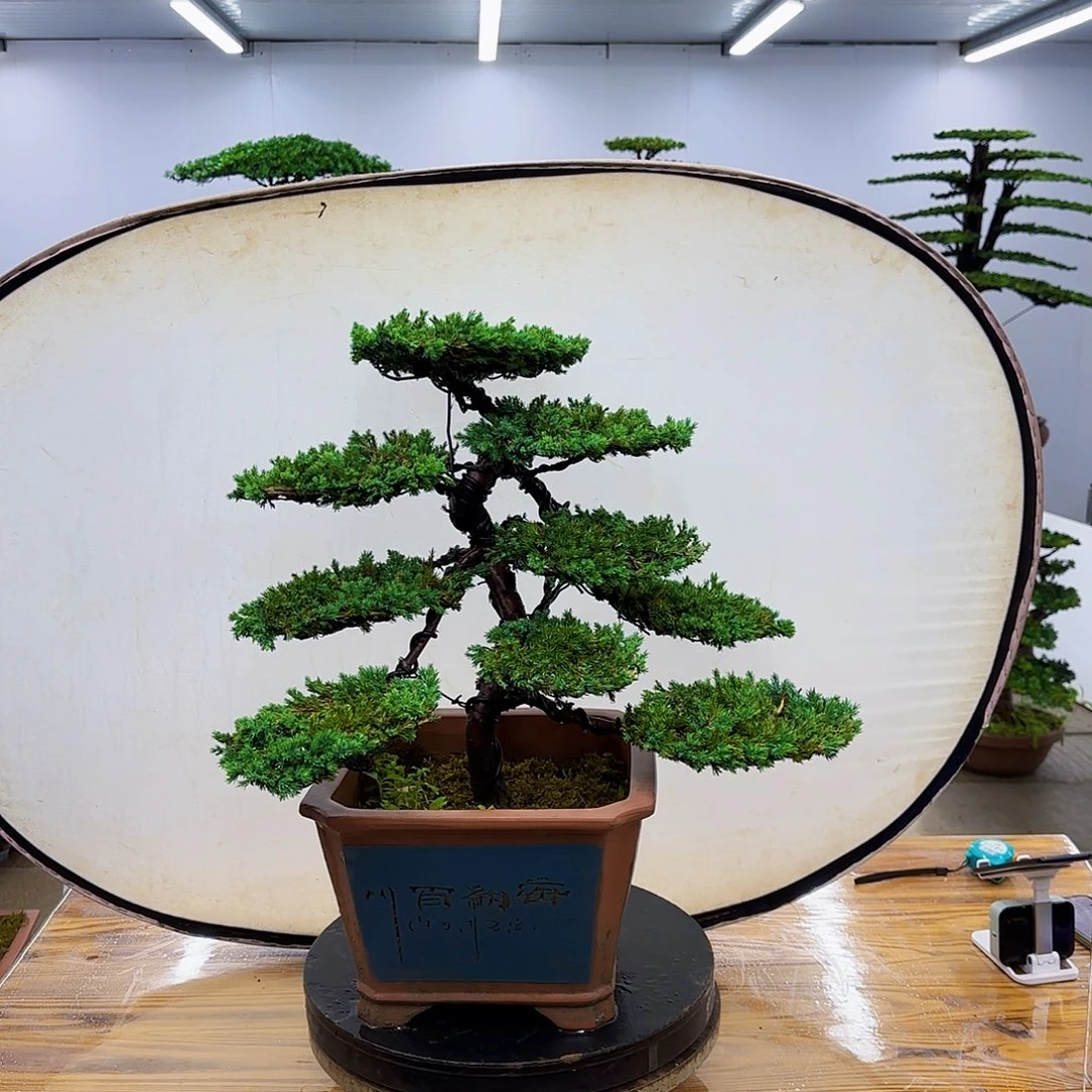 完全开放珍珠柏树一物一拍