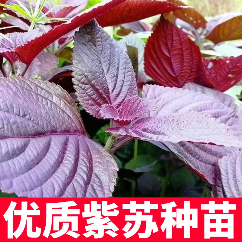 紫苏种苗春秋季蔬菜包肉特色菜四季钙菜农家蔬菜种苗