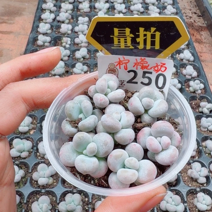 多肉植物多肉植物