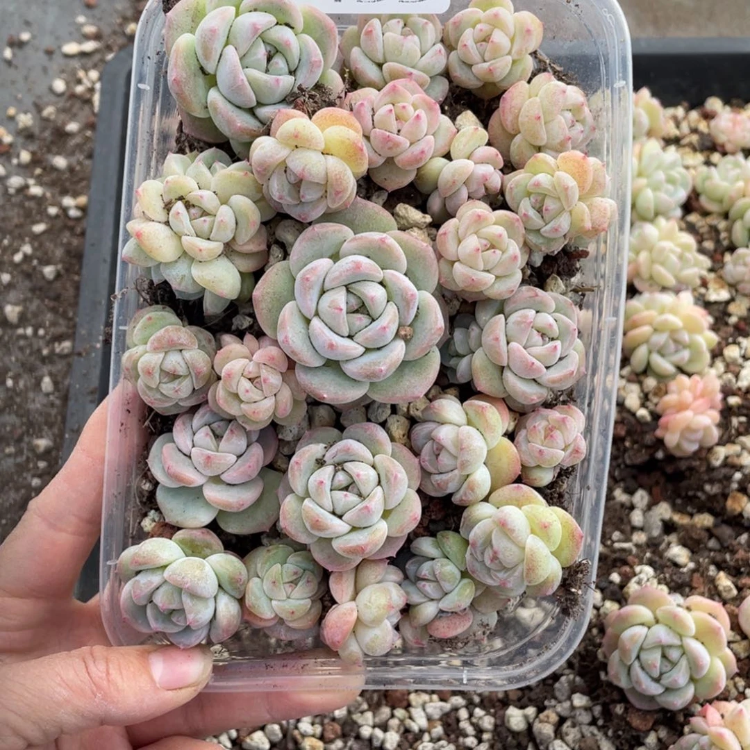 糕大上多肉植物455