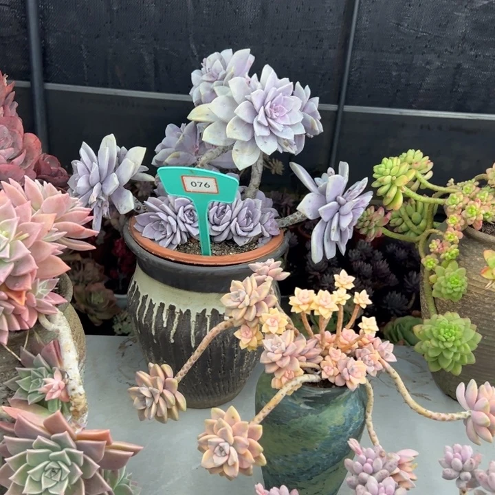 小***宁华丽风车多肉076