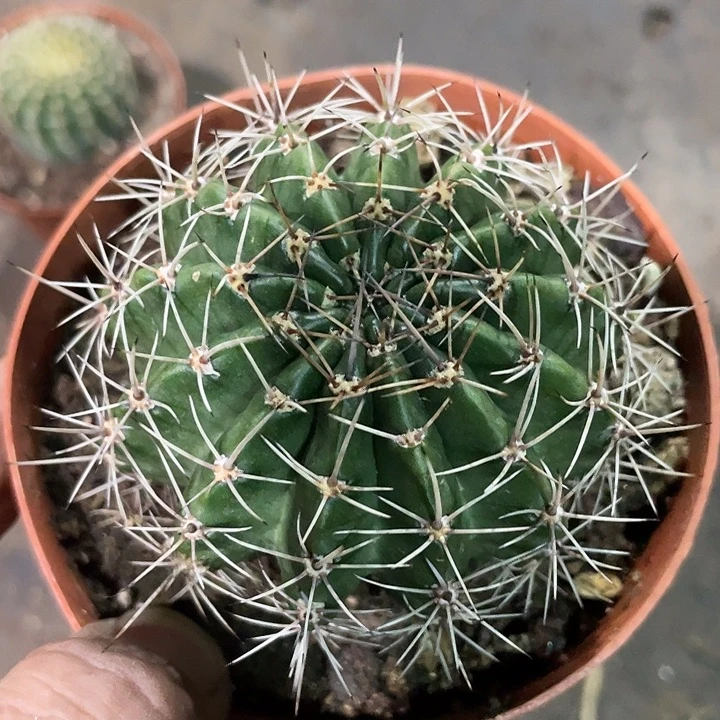 实生彩草带盆土发货