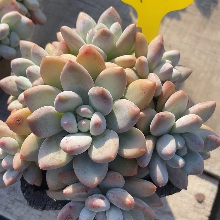 奶酪香水多肉植物群生54
