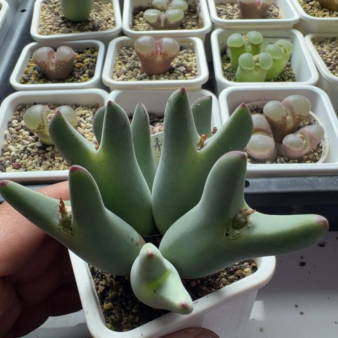 无花朵绒毛粉花少将21