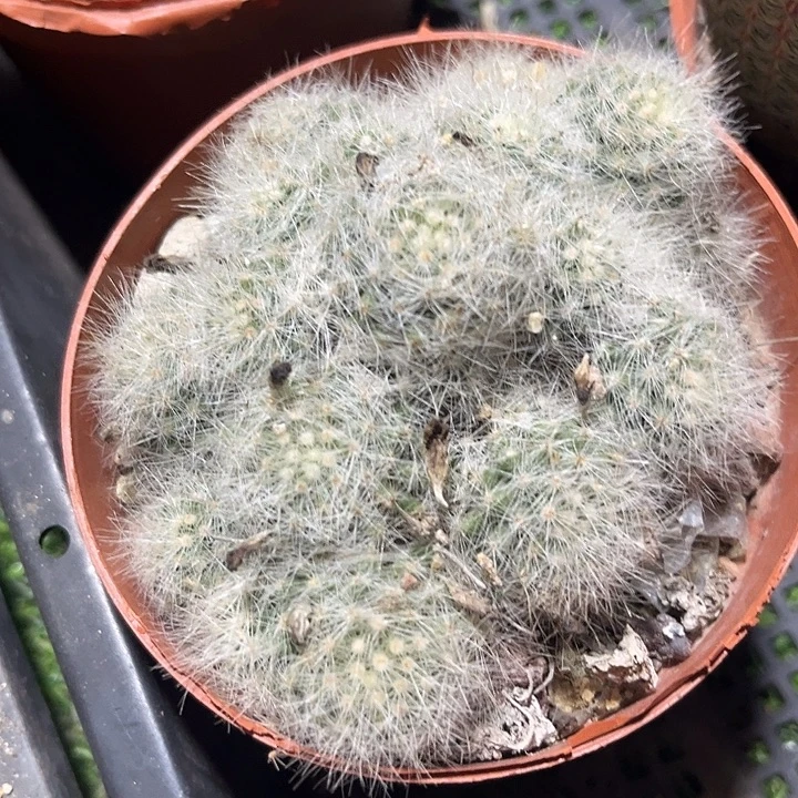 芳香丸群zzzzzzzz