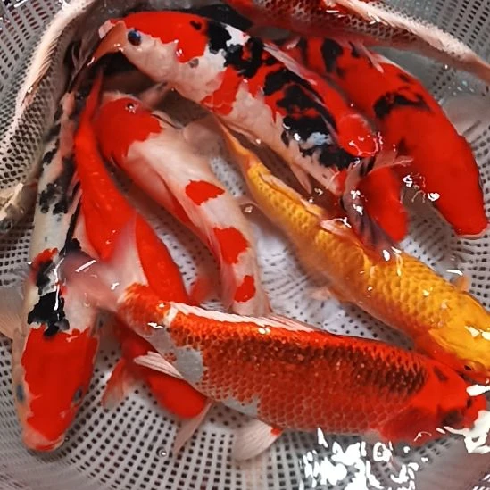 锦鲤11条包邮开箱包活到家