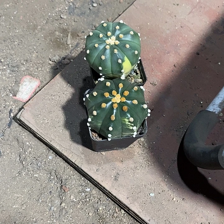 组合2棵实生脱土发货