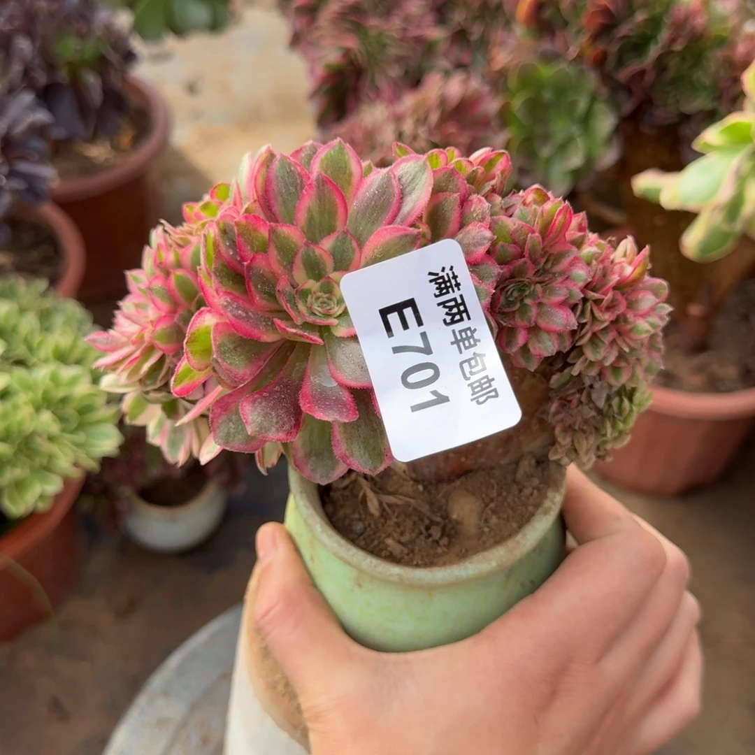 701荔枝缀化法师多肉