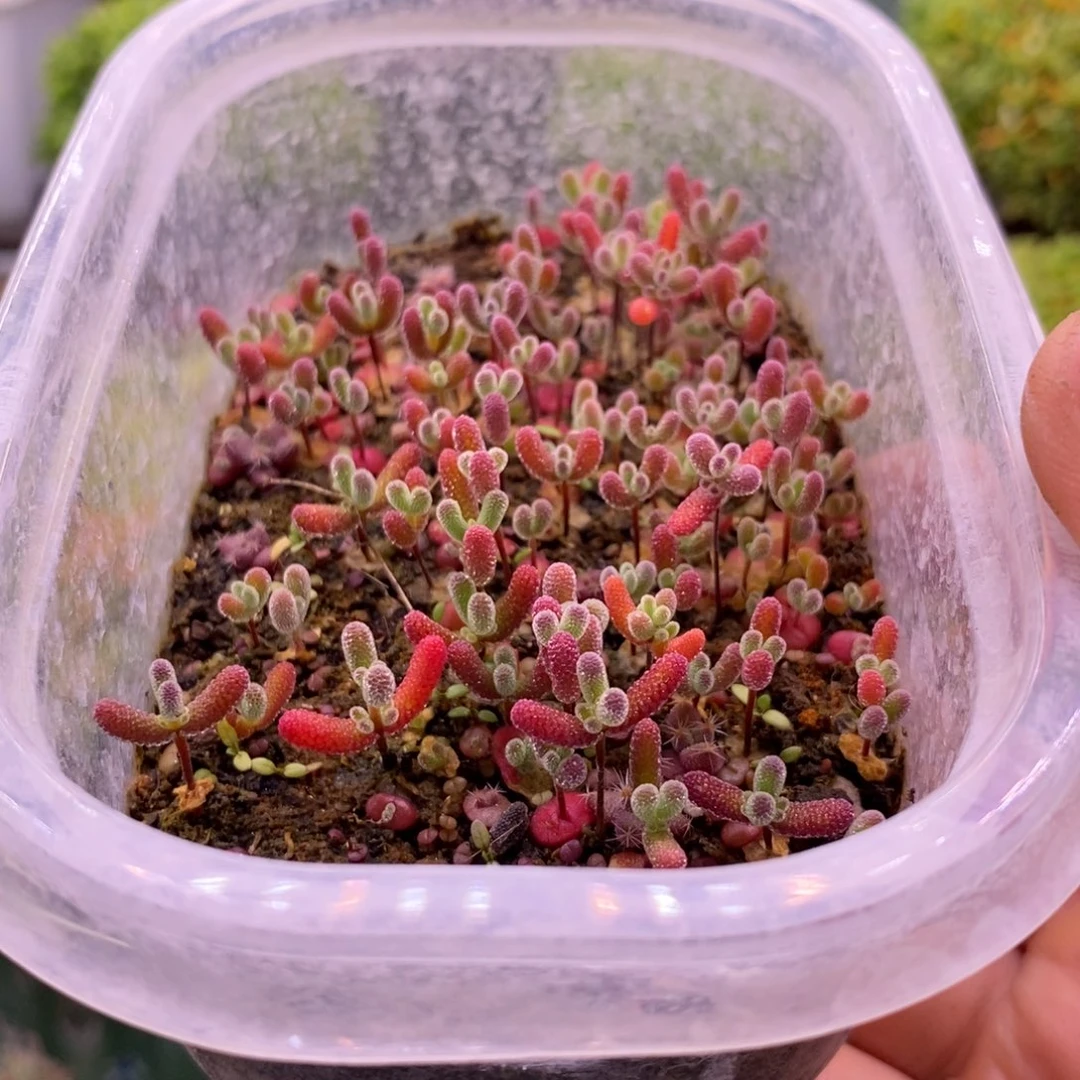 芙259混合切糕。