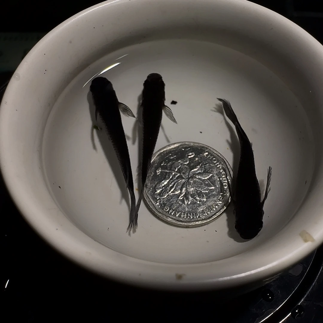 青鳉鱼一物一拍803