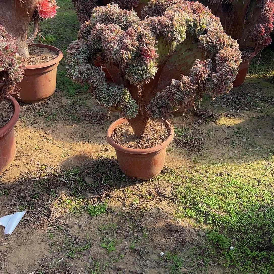 我***骏女神缀化脱土发货