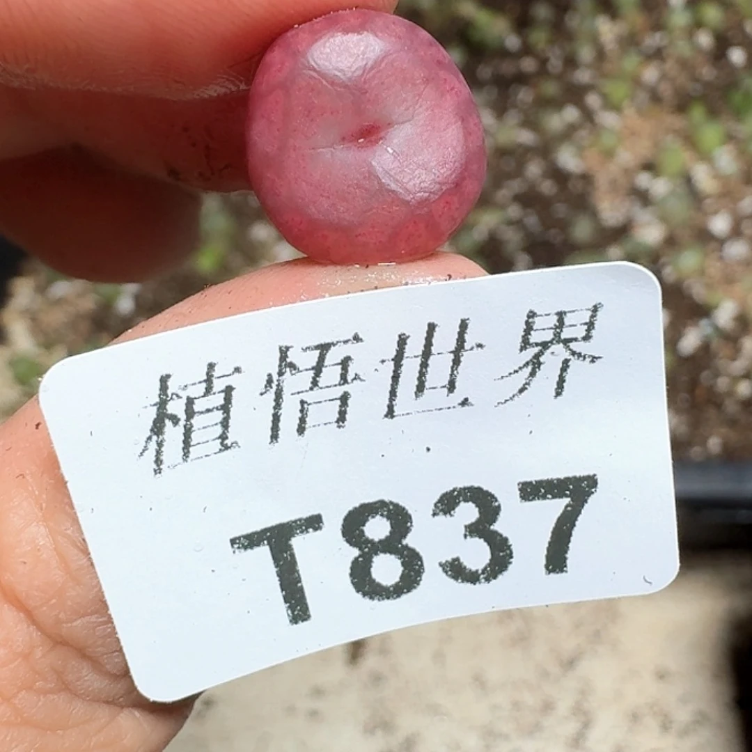 837号多肉植物哇v v