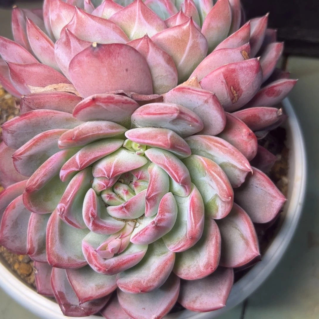 红鸾多肉，一物一拍