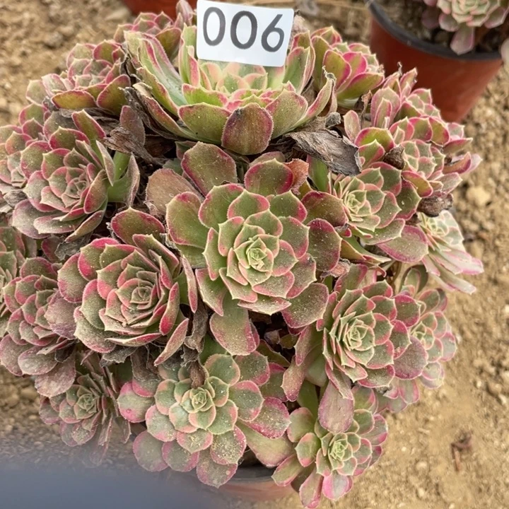 无花朵006对肉植物安娜