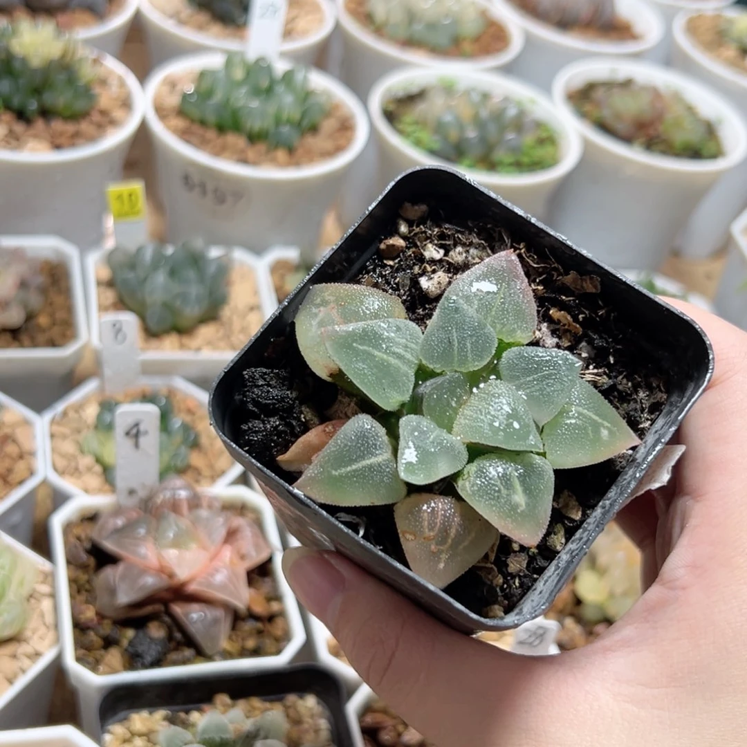 翠贝寿多肉植物大
