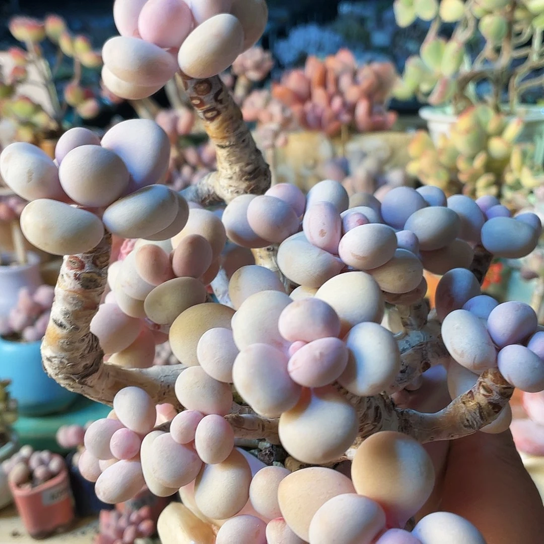 秀多肉植物的生长发育与生长