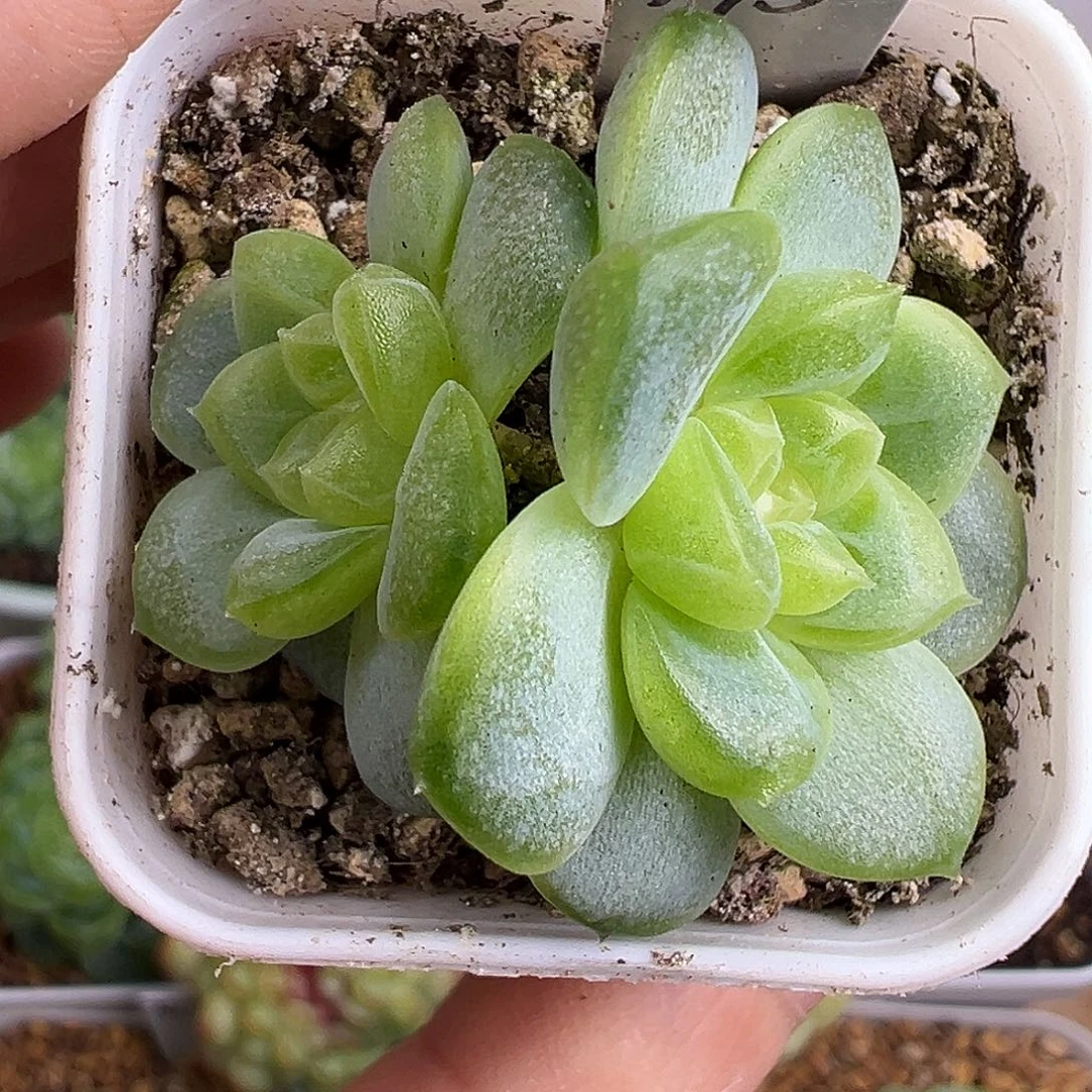 双头遥遥领先。冰玻璃渣