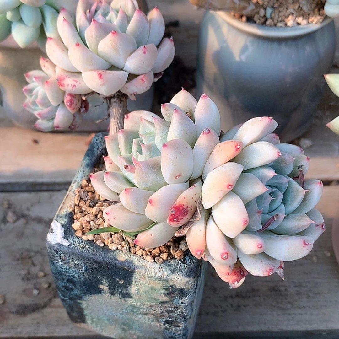 【闪购商品】孟***色秋色