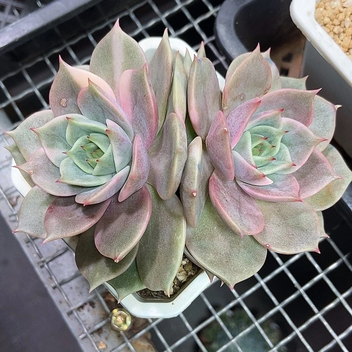 半***～贝加尔湖个叶锦双头