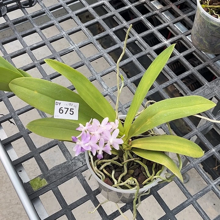 完全开放675号特价瑕疵苗任何原因不售后