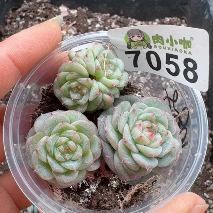 原****啊多肉植物多肉植物