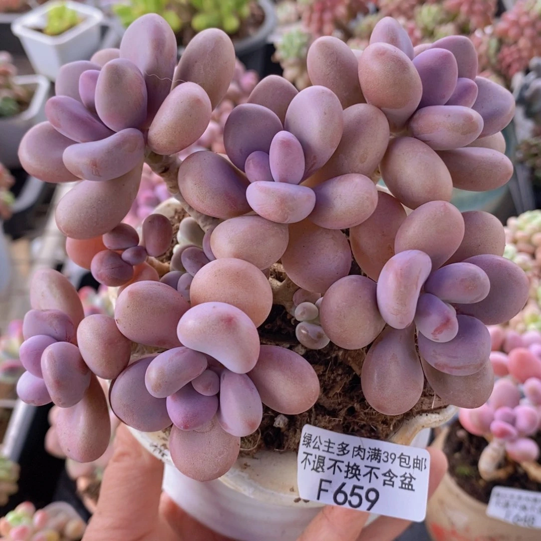 糖果桃蛋12cm659多肉植物