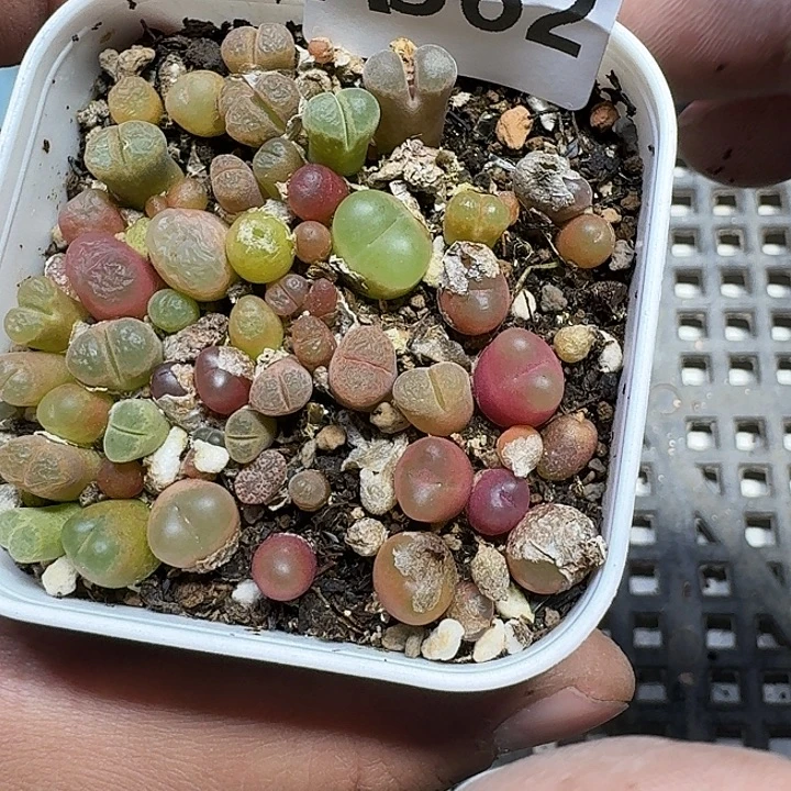 362 多肉植物多肉植物