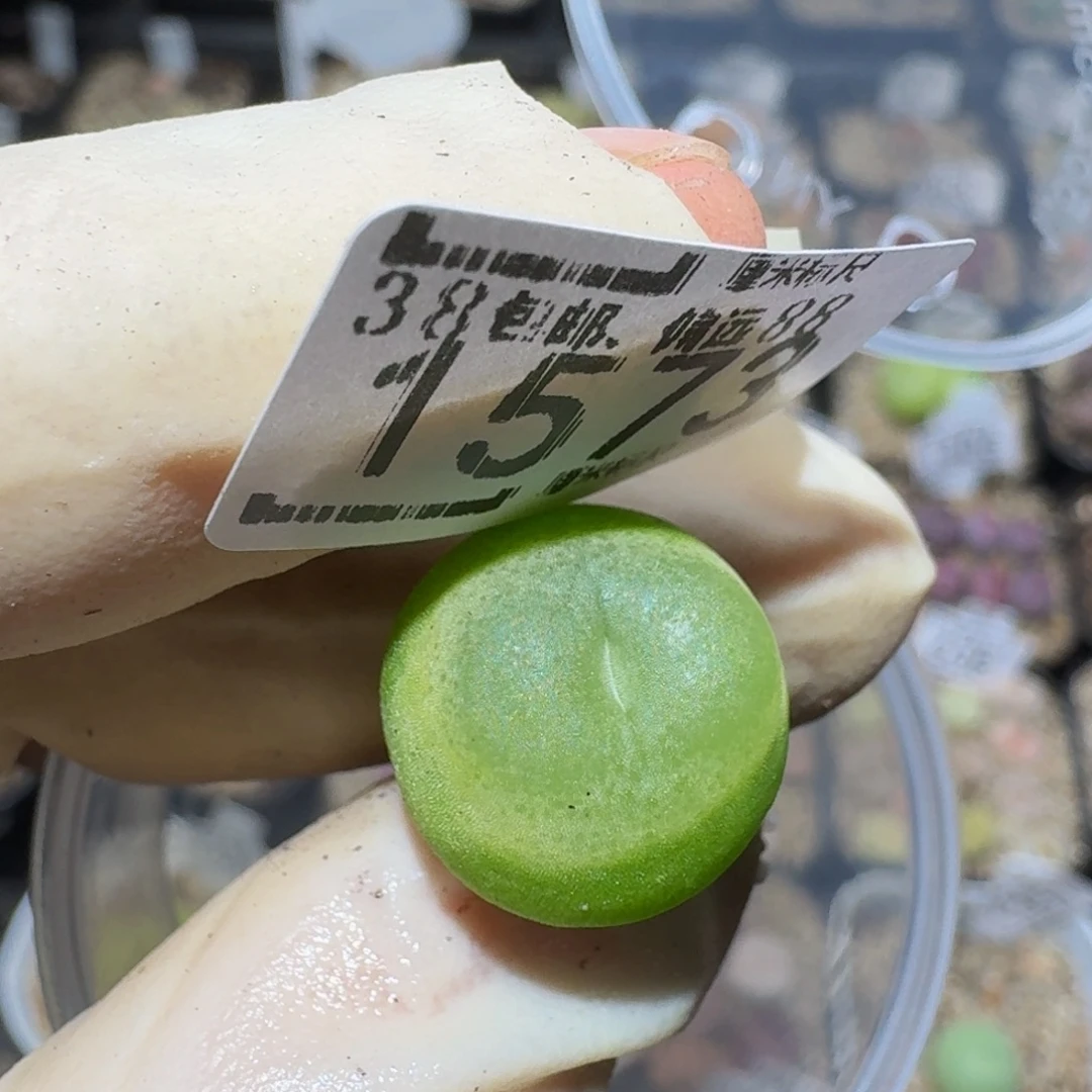 Zzzz精品生石花1573