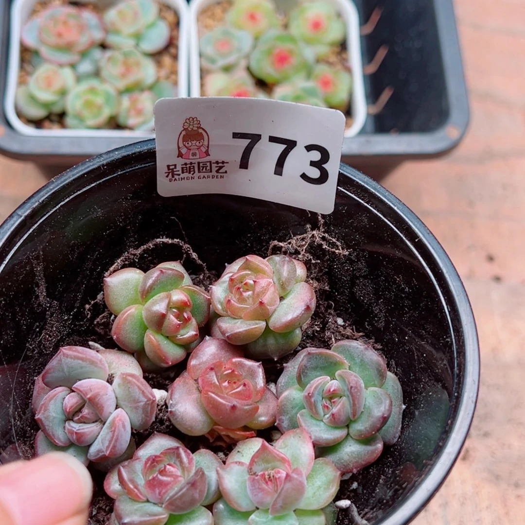 用***4多肉植物多肉植物