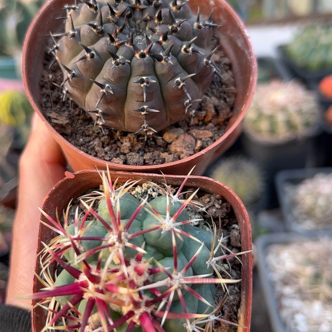 【闪购商品】实生仙人球